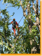 Arbeiten in der Baumkrone Ulme  Eckelsheim